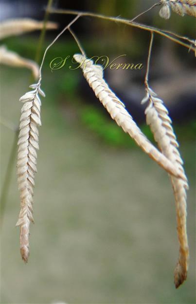  Spikelets